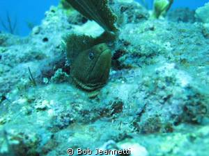 Green Moray by Bob Jeannetti 